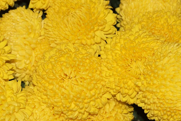 Gyönyörű Sárga Krizantém Virágok Virágos Háttér — Stock Fotó