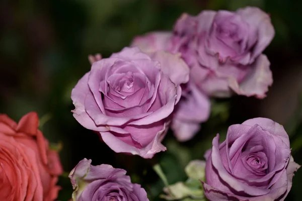 Las Rosas Acercan Hermoso Fondo Con Flores —  Fotos de Stock