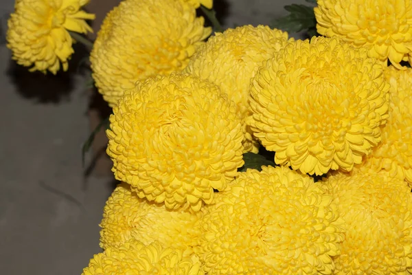 美しい黄色の菊の花 花の背景 — ストック写真