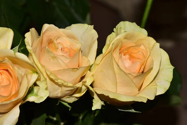 Róże Się Zamykają Piękne Tło Kwiatami — Zdjęcie stockowe