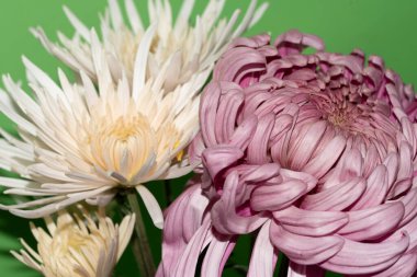 Güzel çiçeklerin yakın plan görüntüsü.