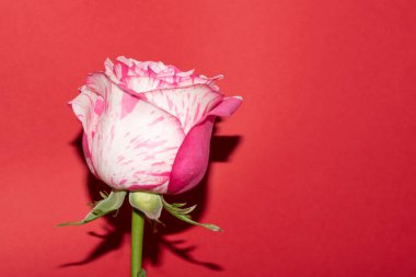 Kırmızı arkaplanda yumuşak gül çiçeği