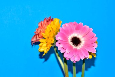 Gerbera çiçekleri mavi arka planda, yaz konsepti