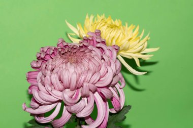 Güzel çiçeklerin yakın plan görüntüsü.