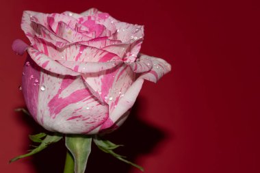 Kırmızı arkaplanda yumuşak gül çiçeği