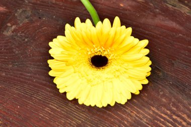 Tahta yüzeyde güzel Gerbera çiçeği, yaz konsepti.