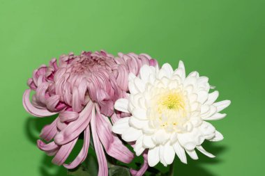 yeşil arka plan üzerinde güzel krizantem çiçekleri
