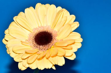 Gerbera çiçeği mavi arka planda, yaz konsepti