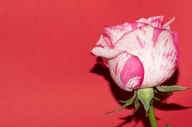 Kırmızı arkaplanda yumuşak gül çiçeği