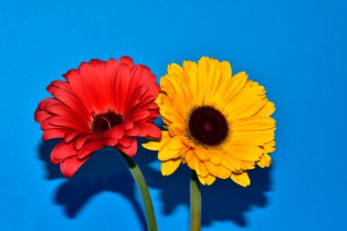 Gerbera çiçekleri mavi arka planda, yaz konsepti