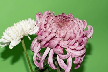 yeşil arka plan üzerinde güzel krizantem çiçekleri
