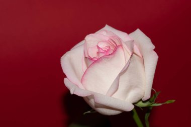 Kırmızı arkaplanda yumuşak gül çiçeği