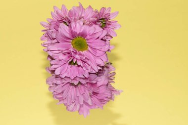 Güzel çiçeklerin yakın plan görüntüsü.