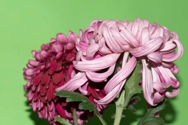 yeşil arka plan üzerinde güzel krizantem çiçekleri