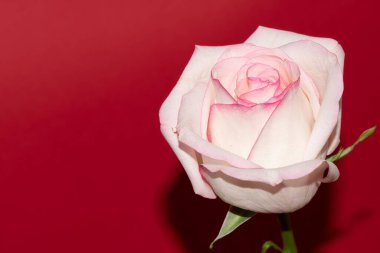 Kırmızı arkaplanda yumuşak gül çiçeği