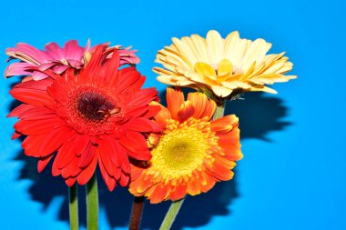 Gerbera çiçekleri mavi arka planda, yaz konsepti