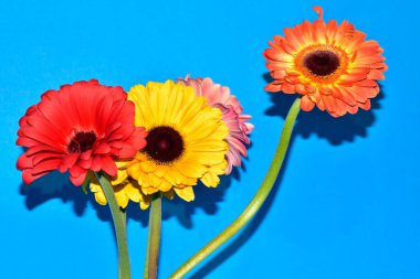 Gerbera çiçekleri mavi arka planda, yaz konsepti