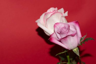 Kırmızı arkaplanda yumuşak gül çiçekleri