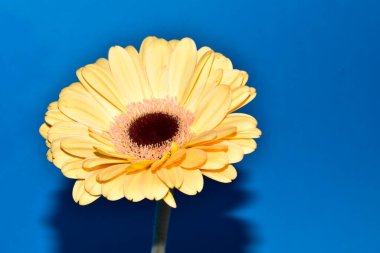 Gerbera çiçeği mavi arka planda, yaz konsepti