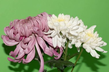 Güzel çiçeklerin yakın plan görüntüsü.