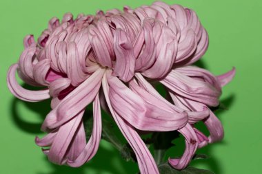 Yeşil arka planda güzel bir kasımpatı çiçeği