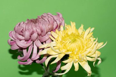 yeşil arka plan üzerinde güzel krizantem çiçekleri