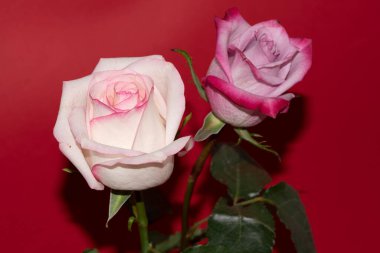 Kırmızı arkaplanda yumuşak gül çiçekleri