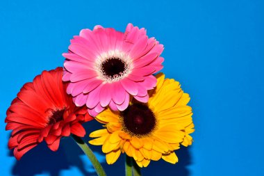 Gerbera çiçekleri mavi arka planda, yaz konsepti