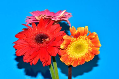 Gerbera çiçekleri mavi arka planda, yaz konsepti