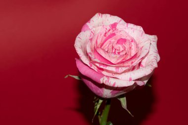 Kırmızı arkaplanda yumuşak gül çiçeği