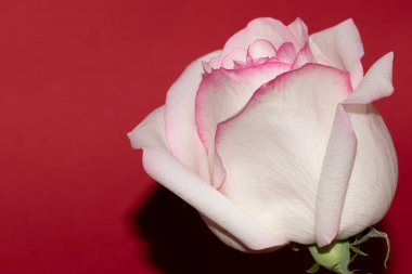 Kırmızı arkaplanda yumuşak gül çiçeği