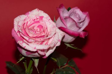 Kırmızı arkaplanda yumuşak gül çiçekleri