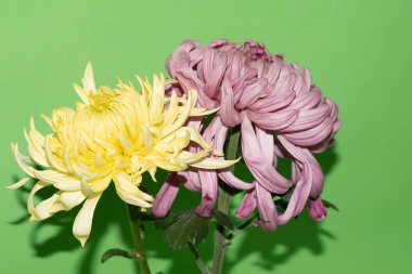 yeşil arka plan üzerinde güzel krizantem çiçekleri