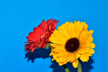 Gerbera çiçekleri mavi arka planda, yaz konsepti