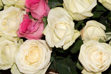 Güller kapanıyor. Çiçekli güzel bir arkaplan