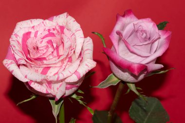 Kırmızı arkaplanda yumuşak gül çiçekleri