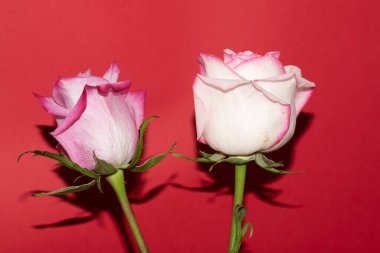 Kırmızı arkaplanda yumuşak gül çiçekleri