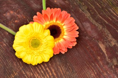 Ahşap yüzeyde gerbera çiçekleri, yaz konsepti