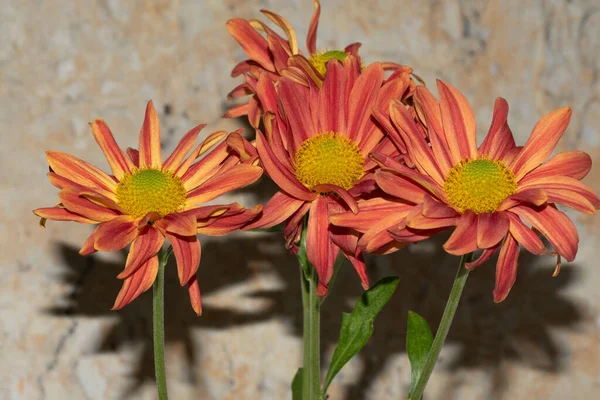 Close View Bouquet Beautiful Flowers — Stock Photo, Image