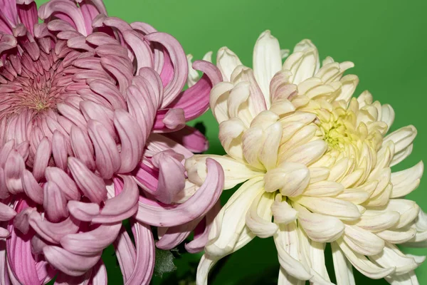 Hermosas Flores Crisantemo Sobre Fondo Verde — Foto de Stock