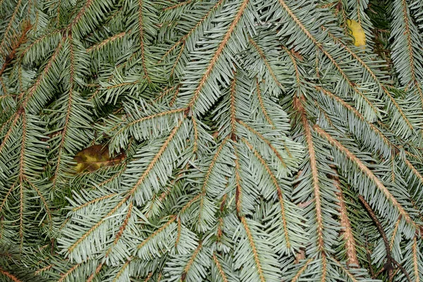 Yeşil Çam Ağacı Yakın Görüş Noel Konsepti Yeni Yıl Kış — Stok fotoğraf