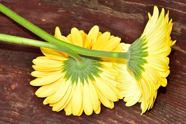 Ahşap Yüzeyde Gerbera Çiçekleri Yaz Konsepti — Stok fotoğraf