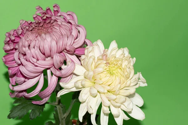 Mooie Chrysant Bloemen Groene Achtergrond — Stockfoto