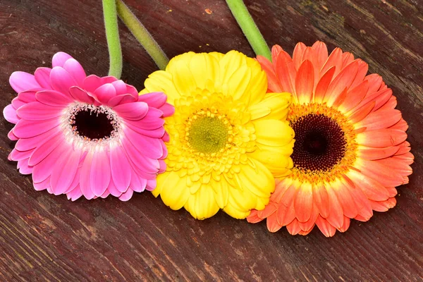 Gerbera Blüten Auf Holzoberfläche Sommerkonzept — Stockfoto