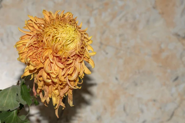 Beautiful Botanical Shot Chrysanthemum Flower — Stock Photo, Image