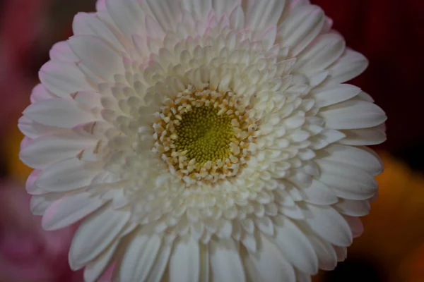Крупный План Красивого Цветка Герберы — стоковое фото