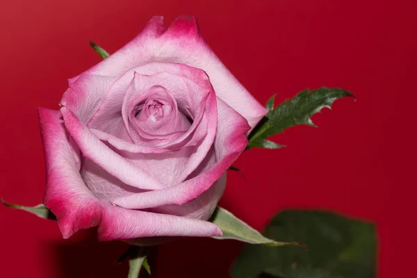 Flor Rosa Tierna Sobre Fondo Rojo —  Fotos de Stock