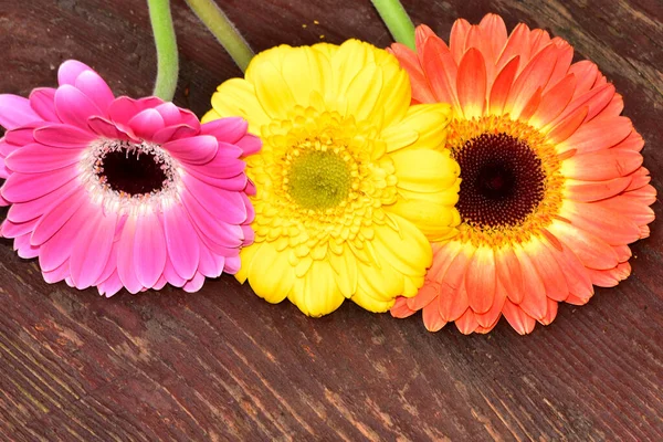 Gerbera Blüten Auf Holzoberfläche Sommerkonzept — Stockfoto