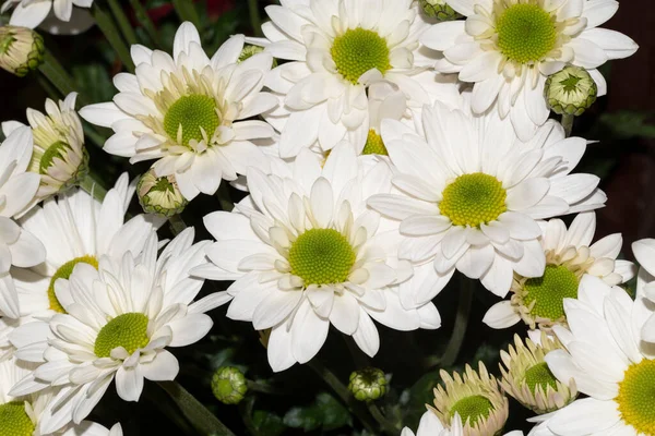 아름다운 꽃들의 꽃다발을 가까이 — 스톡 사진