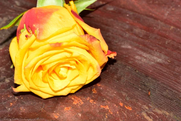 木制表面的玫瑰花 夏天的概念 — 图库照片